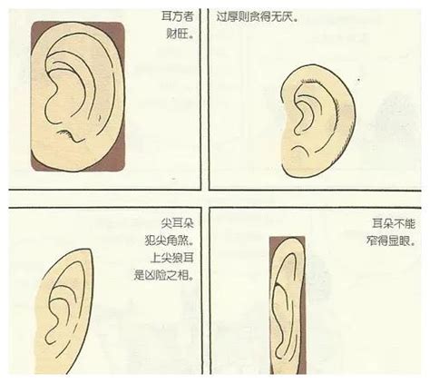 耳垂小 面相|十六种耳朵面相图文分析三六风水网